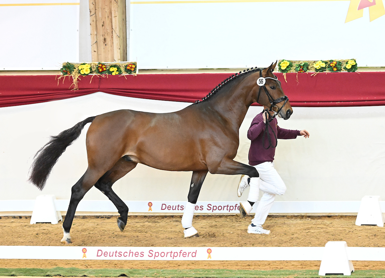 Kat-Nr. 56 Escolar_Mueller_1221345